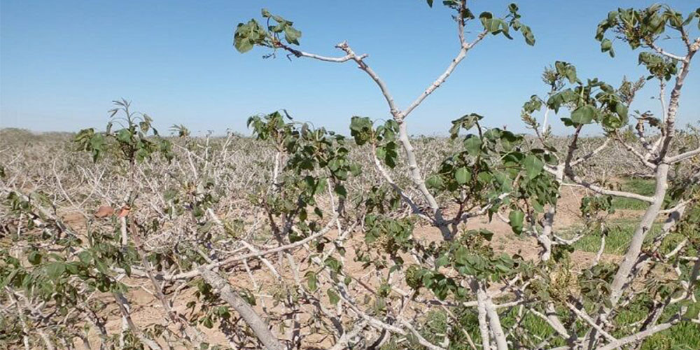 Pistachio Orchards frost